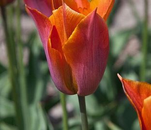 Тюльпан Реквест (Tulipa Request) — фото 1