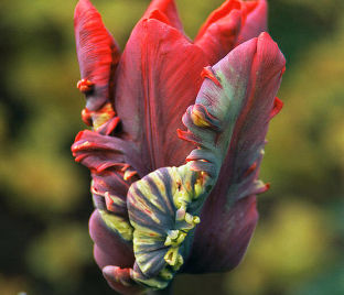 Тюльпан Рококо (Tulipa Rococo) — фото 1