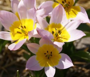 Тюльпан Саксатилис (Tulipa saxatilis) — фото 1