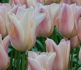 Тюльпан Санне (Tulipa Sanne) — фото 1