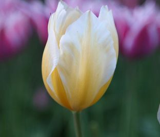 Тюльпан Свитхарт (Tulipa Sweetheart) — фото 1