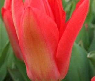 Тюльпан Солва (Tulipa Solva) — фото 1