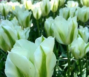 Тюльпан Спринг Грин (Tulipa Spring Green) — фото 1