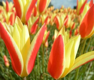 Тюльпан Тинка (Tulipa Tinka) — фото 1