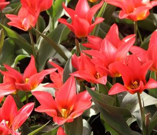 Тюльпан Торонто (Tulipa Toronto) — фото 1