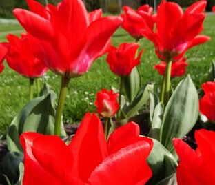 Тюльпан Траутмансдорф (Tulipa Trauttmansdorff) — фото 1
