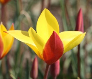 Тюльпан Тубержен Гем (Tulipa chrysantha Tubergen's Gem) — фото 1