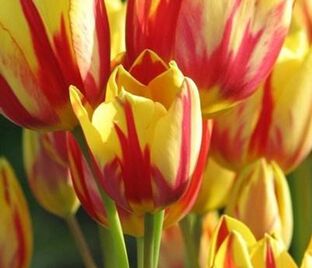 Тюльпан Уандер Клаб (Tulipa Wonder Club) — фото 1