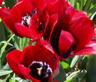 Тюльпан Файери Клаб (Tulipa Fiery Club) — фото 1