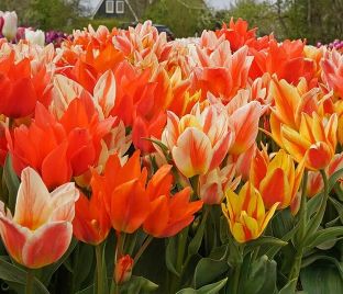Тюльпан Фан Каларс Микс (Tulipa Fun Colours Mix) — фото 1