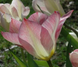 Тюльпан Флейминг Пуриссима (Tulipa Flaming Purissima) — фото 1