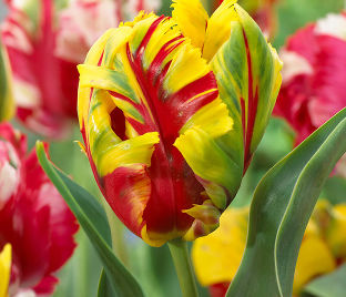 Тюльпан Флейминг Пэррот (Tulipa Flaming Parrot) — фото 1