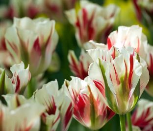 Тюльпан Флейминг Спринг Грин (Tulipa Flaming Spring Green) — фото 1
