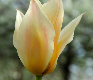 Тюльпан Фьюр Элиз (Tulipa Für Elise, Fur Elise) — фото 1