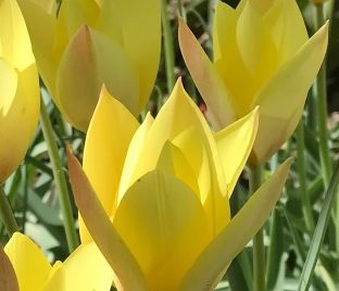 Тюльпан Хонки Тонк (Tulipa Honky Tonk) — фото 1