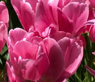 Тюльпан Хэппи Фэмили (Tulipa Happy Family) — фото 1