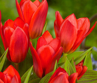 Тюльпан Шоувиннер (Tulipa Showwinner) — фото 1