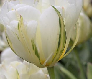 Тюльпан Экзотик Эмперор (Tulipa Exotic Emperor) — фото 1