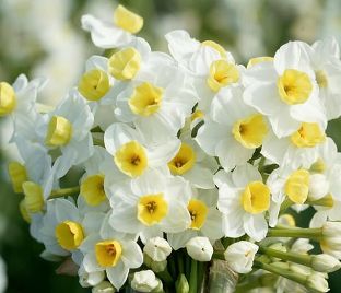 Нарцисс Аваланч (Narcissus Avalanche) — фото 1