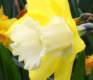 Нарцисс Авалон (Narcissus Avalon) — фото 1