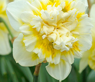 Нарцисс Айс Кинг (Narcissus Ice King) — фото 1