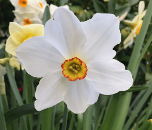 Нарцисс Актея (Narcissus Actaea) — фото 1