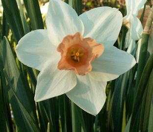Нарцисс Акцент (Narcissus Accent) — фото 1
