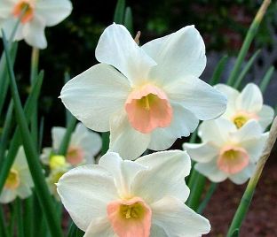 Нарцисс Белл Сонг (Narcissus Bell Song) — фото 1