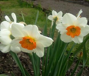 Нарцисс Белла Виста (Narcissus Bella Vista) — фото 1