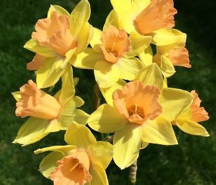 Нарцисс Блашинг Леди (Narcissus Blushing Lady) — фото 1