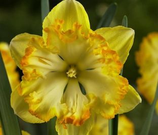 Нарцисс Блейзинг Старлет (Narcissus Blazing Starlet) — фото 1