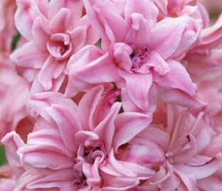 Гиацинт Аннабель (Hyacinthus Annabelle) — фото 1