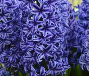 Гиацинт Блю Джекет (Hyacinthus Blue Jacket) — фото 1