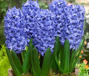 Гиацинт Дельфт Блю (Hyacinthus Delft Blue) — фото 1