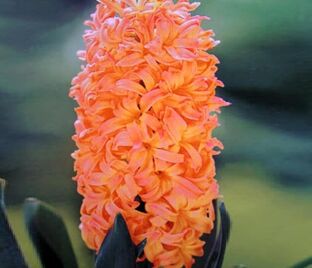 Гиацинт Джипси Кyин (Hyacinthus Gipsy Queen) — фото 1