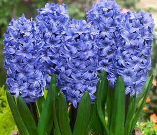 Гиацинт Мультифлора Блю (Hyacinthus Multiflora Blue) — фото 1