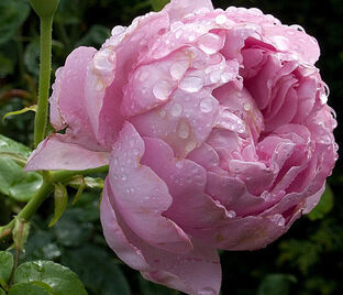 Роза Charles Rennie Mackintosh (Чарльз Ренни Макинтош) — фото 1