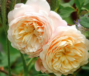 Роза Crocus Rose (Крокус Роуз) — фото 1