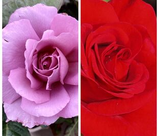 Роза штамбовая двухсортовая Harry Edland / Allotria — фото 1