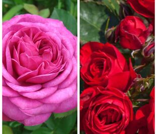 Роза штамбовая двухсортовая Heidi Klum / Bright Meillove — фото 1