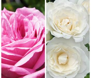 Роза штамбовая двухсортовая Blue Perfume / White Meidilland — фото 1