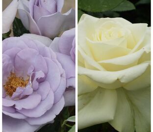 Роза штамбовая двухсортовая Blue bajou / Edelweis — фото 1