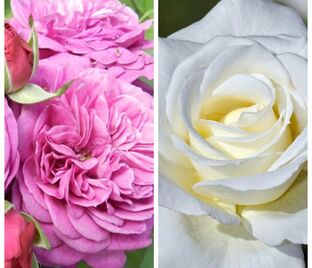 Роза штамбовая двухсортовая Heidi Klum / La Paloma 85 — фото 1