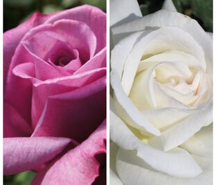 Роза штамбовая двухсортовая Heirloom / Anapurna — фото 1