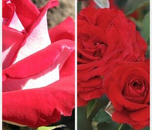Роза штамбовая двухсортовая Galivarda / Carmin Vaza — фото 1