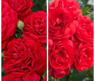 Роза штамбовая двухсортовая Bordo / Scarlet Meillandecor — фото 1