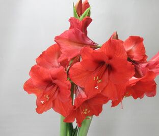 Амариллис красный / Amaryllis red — фото 1