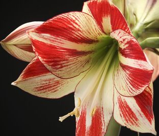 Амариллис красно-белый / Amaryllis red-white — фото 1