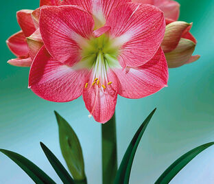 Амариллис розовый / Amaryllis pink — фото 1