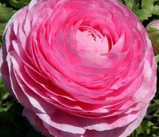 Лютик (Ранункулюс) розовый / Ranunculus Pink — фото 1